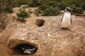 Penguins in Patagonia Peninsula de valdes Argentina, Magellanic Penguin