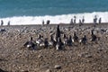 Penguins in the pinguinera Faro Cabo Virgenes, Argentina Royalty Free Stock Photo