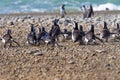 Penguins in the pinguinera Faro Cabo Virgenes, Argentina Royalty Free Stock Photo