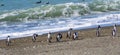 Penguins in the pinguinera Faro Cabo Virgenes, Argentina Royalty Free Stock Photo