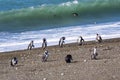 Penguins in the pinguinera Faro Cabo Virgenes, Argentina Royalty Free Stock Photo