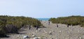 Penguins in the pinguinera Faro Cabo Virgenes, Argentina Royalty Free Stock Photo