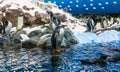 Penguins Playing