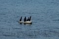 Penguins plus one real bird on an iceberg at the Northshore, Massachusetts.