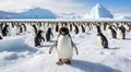 penguins in polar regions, close-up of a beautiful penguin, penguins on the rocks