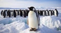 penguins in polar regions, close-up of a beautiful penguin, penguins on the rocks