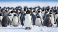 penguins in polar regions, close-up of a beautiful penguin, penguins on the rocks