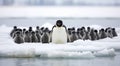 penguins in polar regions, close-up of a beautiful penguin, penguins on the rocks