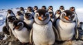 penguins in polar regions, close-up of a beautiful penguin, penguins on the rocks
