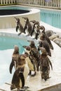 Penguins at a pool