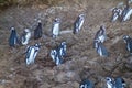 Penguins on Chiloe island