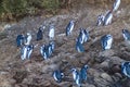 Penguins on Chiloe island