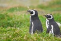 Penguins in Punta Arenas Royalty Free Stock Photo