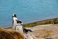 Penguins at Punta Delgada in PenÃÂ­nsula ValdÃÂ©s