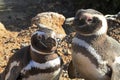 Penguins in Punto Tombo, Argentina.