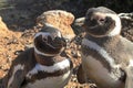 Penguins in Punto Tombo, argentinian Patagonia.