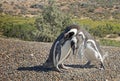 Penguins in Punto Tombo, argentinian Patagonia.