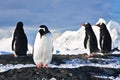 Penguins on a rock in Antarctica