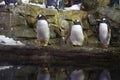 Penguins On Rocks In Zoo, Oceanografico, Valencia Royalty Free Stock Photo