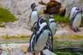 Penguins in SchÃÂ¶nbrunn