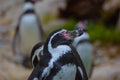 Penguins in SchÃÂ¶nbrunn