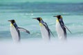 Penguins in the sea. Ocean wildlife. Sunny day with penguin. Group of four King penguins, Aptenodytes patagonicus, going white sno Royalty Free Stock Photo