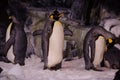 Penguins at Seaworld, Orlando