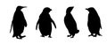 Penguins silhouette isolated on white background