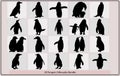 Penguins Silhouette Set,cute penguin silhouette vector design illustration,