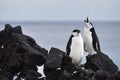 Penguins singing, Chinstrap Penguins, Visokoi Island