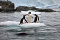 Penguins on a small iceberg in Antarctica Royalty Free Stock Photo