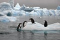 Penguins on a small iceberg in Antarctica Royalty Free Stock Photo