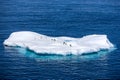 Penguins on a small iceberg in Antarctica