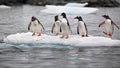 Penguins on a small iceberg in Antarctica Royalty Free Stock Photo