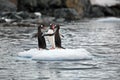 Penguins on a small iceberg in Antarctica Royalty Free Stock Photo