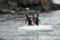 Penguins on a small iceberg in Antarctica Royalty Free Stock Photo