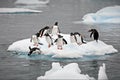 Penguins on a small iceberg in Antarctica Royalty Free Stock Photo