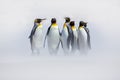 Penguins in the snow. Group of King penguins coming to sea beach with wave a blue sky. Birds on the beach. Funny penguins image. W