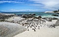 Penguins in South Africa. Penguin colony close to Cape Town. Penguins on the beach. Royalty Free Stock Photo