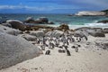 Penguins in South Africa. Penguin colony close to Cape Town. Penguins on the beach. Royalty Free Stock Photo