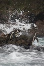 Penguins in South America Prepare for a Swim
