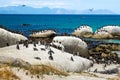 Penguins Spheniscus demersus at Boulders Beach, Table Mountain National Park, South Africa Royalty Free Stock Photo