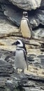 Penguins stand on rocks in Lisbon Oceanarium