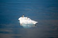 Two penguins - gentoo penguins - Pygoscelis papua - drifting on ice floe in sun in dark Southern Ocean at Neko Harbour, Antarctica Royalty Free Stock Photo