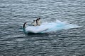 Four penguins - gentoo penguins - Pygoscelis papua - drifting on ice floe in Southern Ocean at Neko Harbour, Antarctica