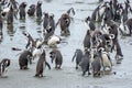 Penguins standing on shore in Chile
