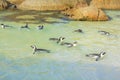 Penguins swimming at Boulder Beach