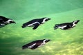 Penguins swimming in water -  banded penguins - Spheniscus - swimming in green water Royalty Free Stock Photo