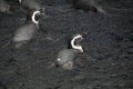 Penguins swimming on water Royalty Free Stock Photo