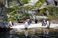 Penguins in Vienna Schonbrunn Zoo.